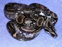 BCL
