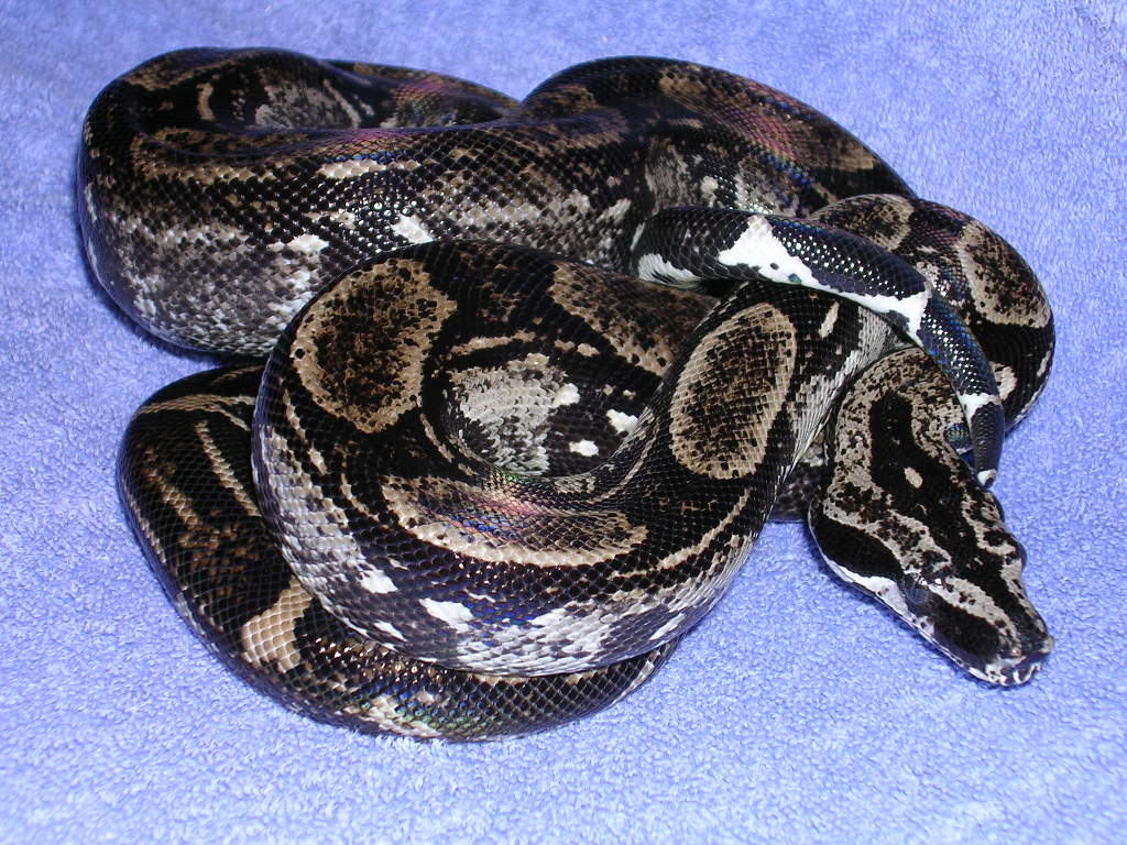 BCL