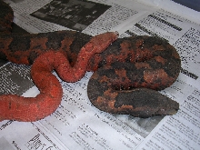 viper boas