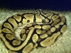 1.0 800g. StoneWashed Pastel Ball Python