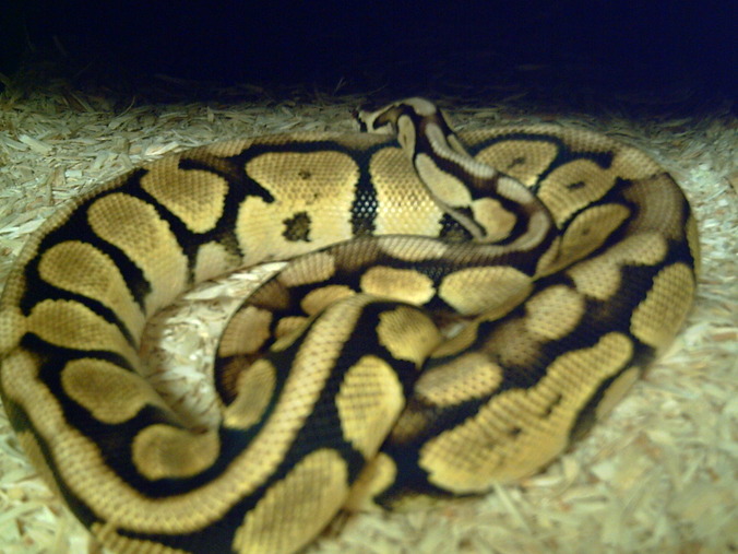 1.0 800g. StoneWashed Pastel Ball Python