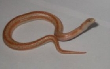 Baby snake #2