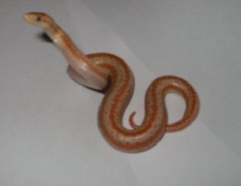 Baby snake #3