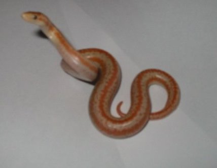 Baby snake #3