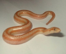 Baby snake #4