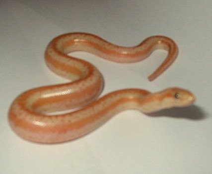 Baby snake #4