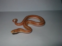 Baby snake #1