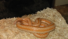 Male Chillen out