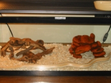 cage setup