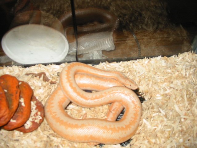 Pregnant