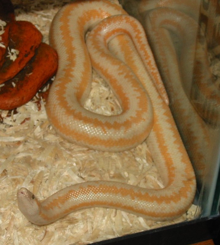 Big mama