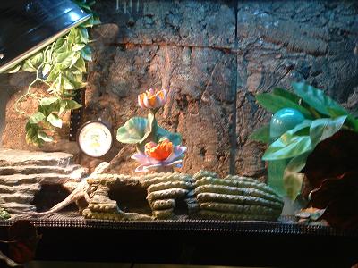 my tank