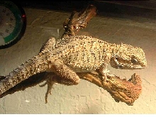 my female