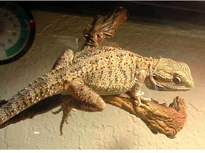 my female
