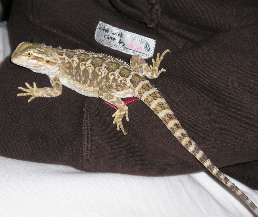 Boomer on arm