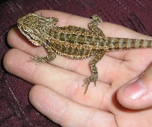 baby leland