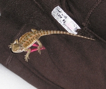 Leland on arm