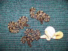 piedalbinogroup