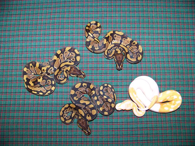 piedalbinogroup