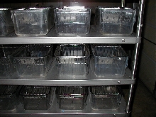 mice cage