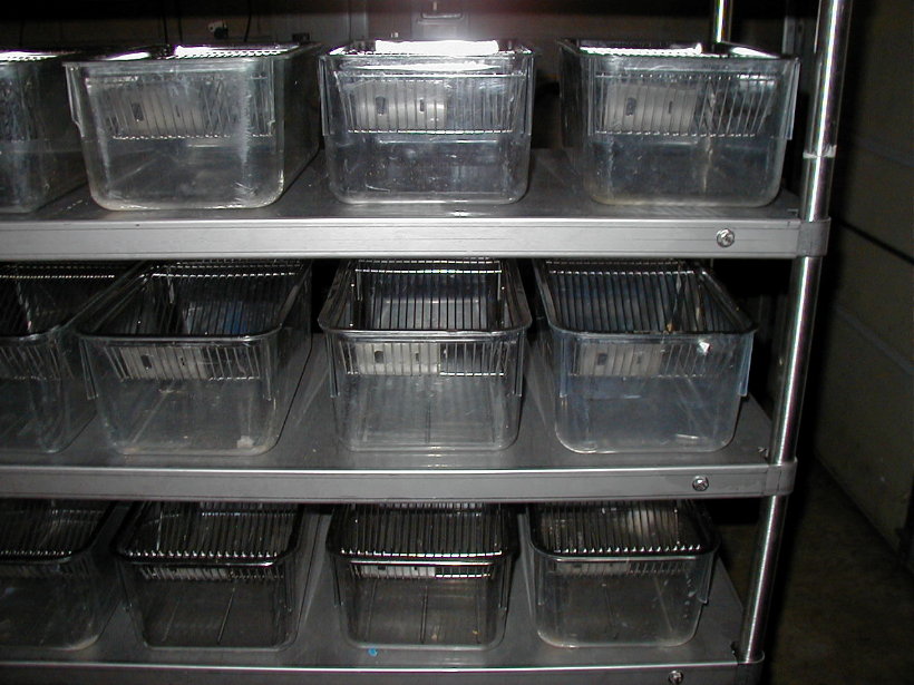 mice cage