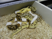 Pied Albino