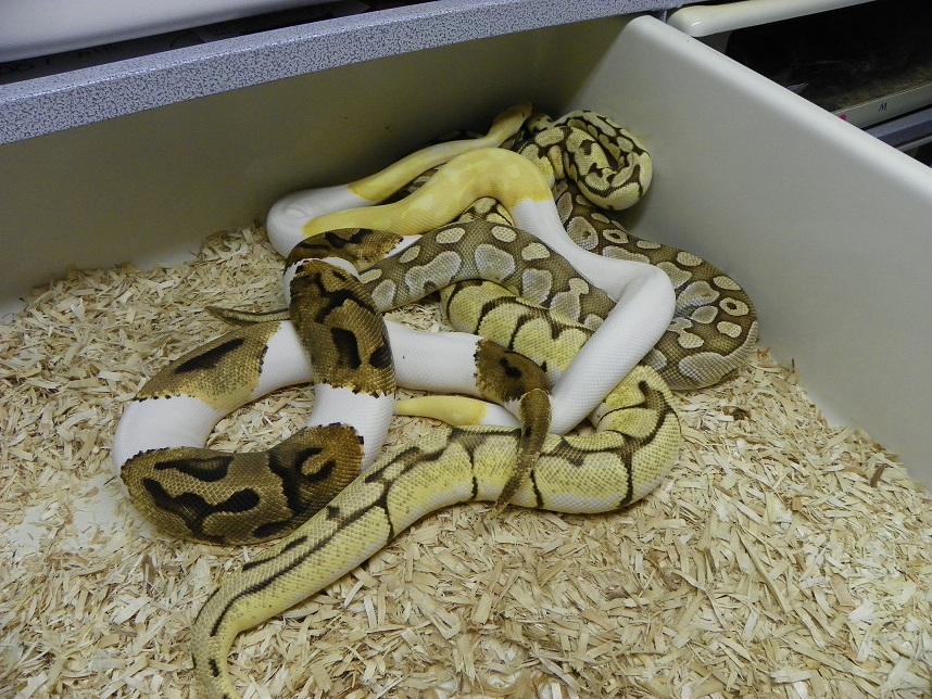 Pied Albino