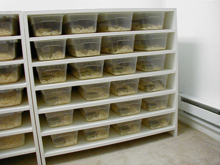 Baby Cages