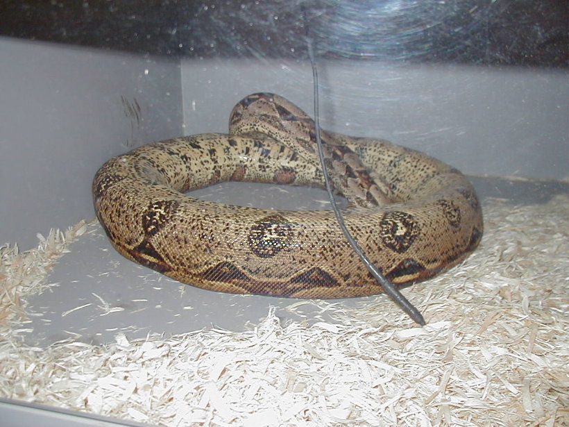 gravid boa
