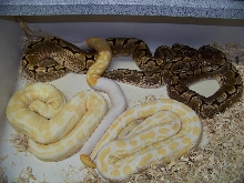 PiedAlbino Breeders