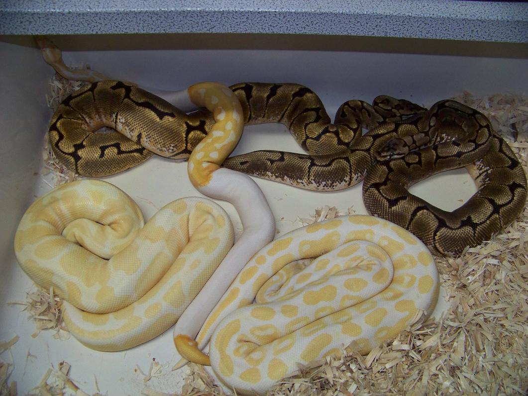 PiedAlbino Breeders