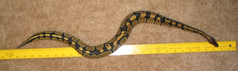 30"