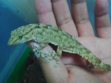 White Spot Gecko