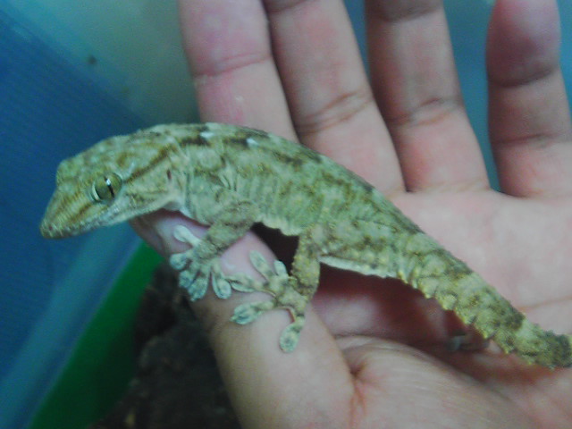 White Spot Gecko