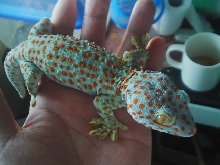 Tokay gecko