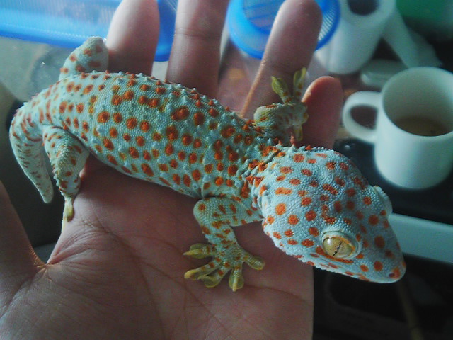 Tokay gecko