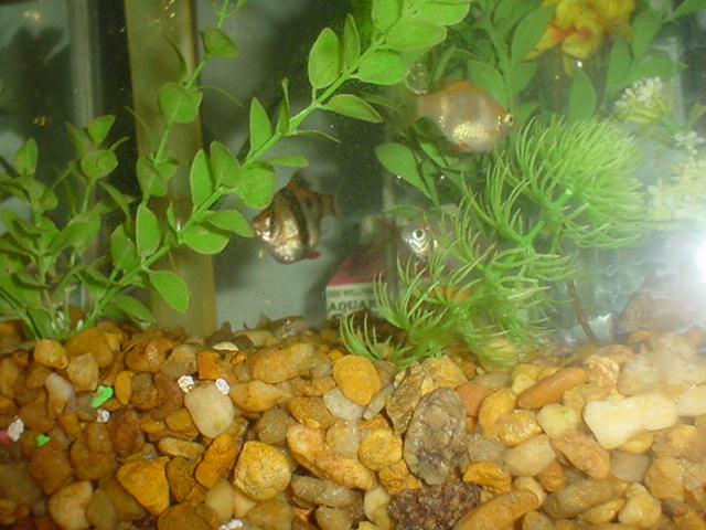 my 10 gal close up