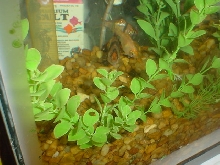 my 10 gal close up 2