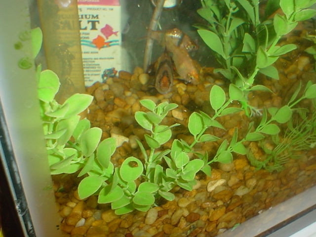 my 10 gal close up 2