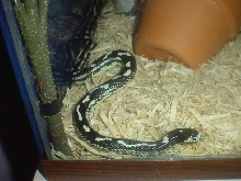 lydia y1