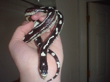 lydia