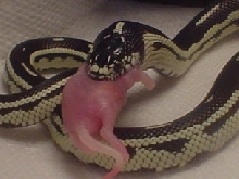 beetlejuice's first meal