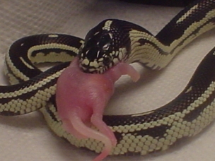 beetlejuice's first meal