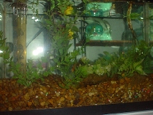 my 10 gal
