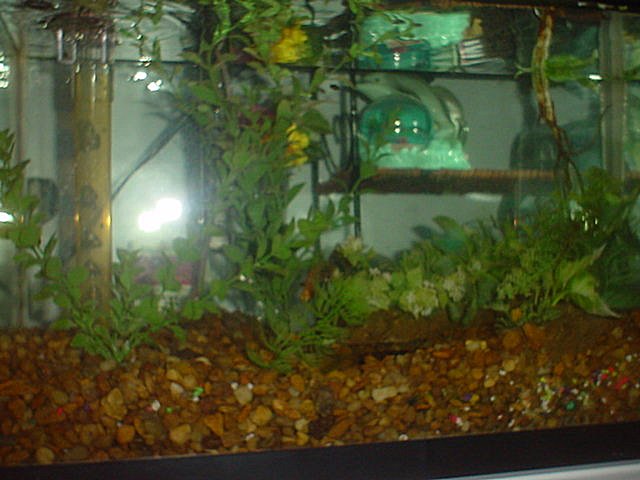 my 10 gal