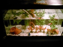 temp betta tank