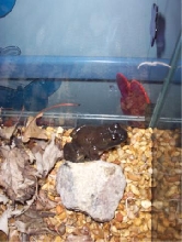 Beans-is she bullfrog?Is she a she?