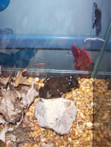 Beans-is she bullfrog?Is she a she?