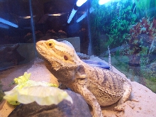 big spikey
