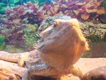 big spikey 2